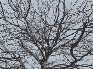 A tree in Edinburgh
